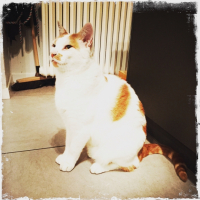 Photo #269417 de Orangino