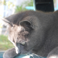 Photo #269501 de Oliver