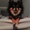Photo de l'animal n°39548