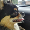 Photo de l'animal n°39548