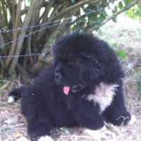 Photo #269606 de Jango