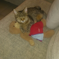 Photo #269629 de Indye