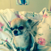 Photo de l'animal n°39615