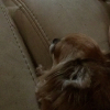 Photo de l'animal n°39615
