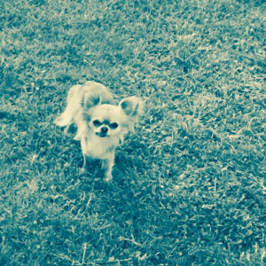 Photo de l'animal n°39615 - Chihuahua
