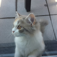 Photo #269677 de Nina