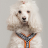 Photo de l'animal n°39630