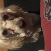 Photo de l'animal n°39633