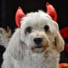 Photo de l'animal n°39633