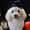 Photo de l'animal n°39633