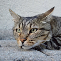 Photo #269697 de Minou