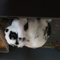 Photo #269720 de Lola