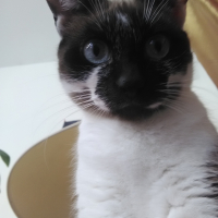 Photo #269731 de Chasha