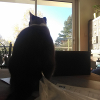 Photo #269732 de Chasha