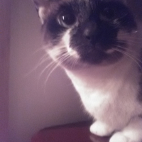 Photo #269733 de Chasha