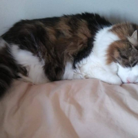 Photo #269788 de Ziggy