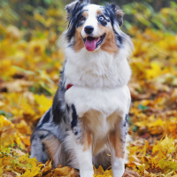 Photo #269825 de Woof