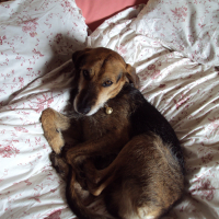 Photo #270006 de BANDIT