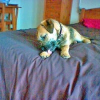 Photo #270024 de Gavroche 