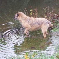 Photo #270044 de Gavroche 