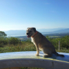 Photo #270046 de Gavroche 