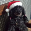 Je suis le père Noël.