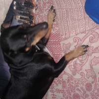 Photo #270130 de Ilario