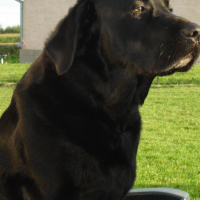 Photo #270140 de vasco