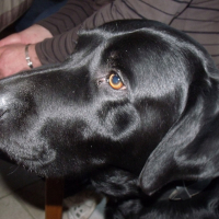 Photo #270209 de vasco
