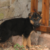 Photo #270235 de Hyago