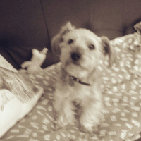 Photo #270259 de Crapule