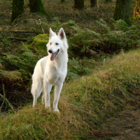 Photo #270322 de Laika