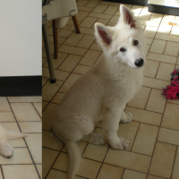 Photo #270323 de Laika