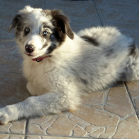 Photo #270329 de loona