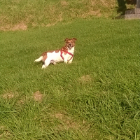 Photo #270661 de Toby