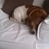 Photo #270662 de Toby