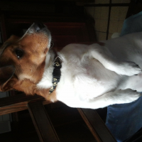 Photo #270665 de Toby