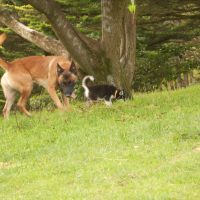 Hiska le deuxième chien de l'extérieur avec lequel je m'entend bien mais il ne faut pas trop quelle s'approche non plus !