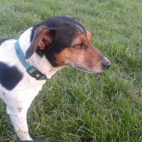 Photo #270807 de Cookie