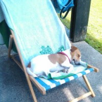 Photo #270812 de Chips