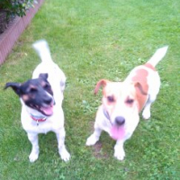 Photo #270813 de Chips