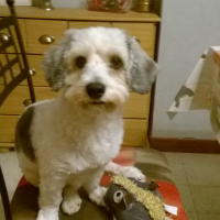 Photo #270823 de PIF