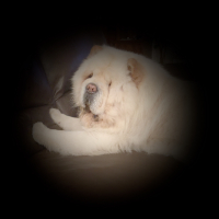 Photo #270874 de Baloo