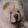 Baloo le Chow Chow