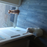 Photo #270880 de Loggy 