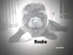 Bouba aout 2015 - Chow Chow