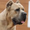 Allez bisous...pardon...lechouille tout le monde !!!