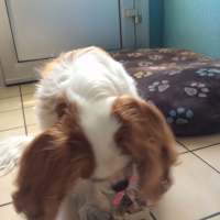 Photo #271077 de Vanille