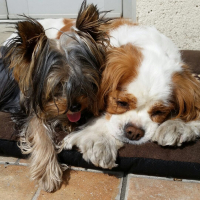 Photo #271078 de Vanille