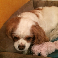 Photo #271079 de Vanille